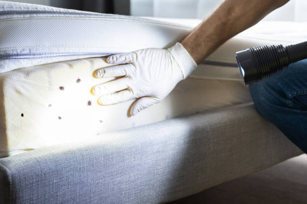 Best Local Pest Control Services  in Wheeler Af, HI
